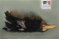 臺灣藍鵲藏品圖，第5張
